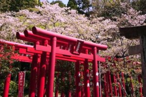 宮地嶽神社奥の院への道は桜いっぱい