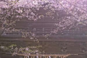 香椎宮楼門と桜