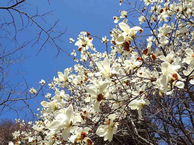 東莱の春の花、福泉洞古墳群